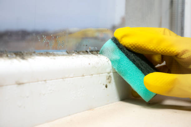 Best Basement Mold Remediation in Frankenmuth, MI