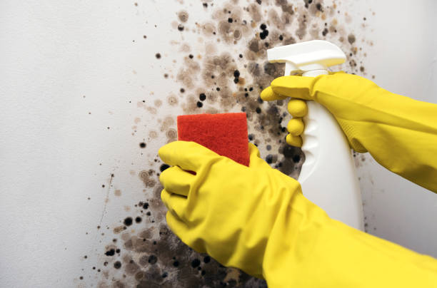 Best Post-Flood Mold Remediation in Frankenmuth, MI