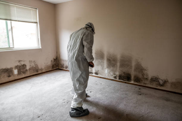 Best White Mold Remediation in Frankenmuth, MI