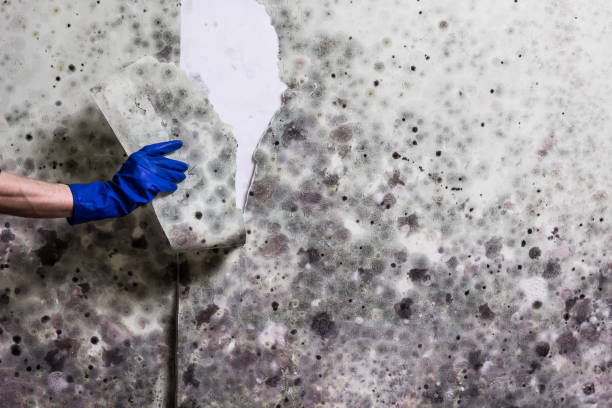Best Insurance-Related Mold Remediation in Frankenmuth, MI