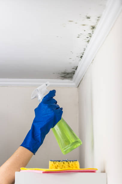 Best Kitchen Mold Remediation in Frankenmuth, MI