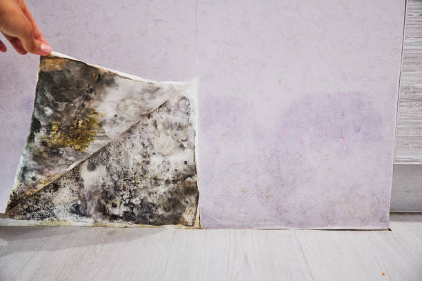 Best Attic Mold Remediation in Frankenmuth, MI